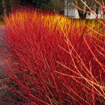 Drieň biely (Cornus alba) ´GOUCHAULTII´ – výška 50-60 cm, kont. C3L